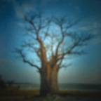 african tree 1, 2013